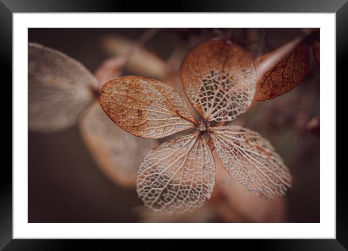 Hydrangea Leaf Skeleton. Framed Mounted Print by Mike Evans