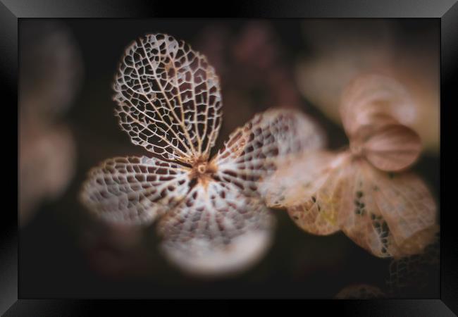 Hydrangea Leaf Skeleton. Framed Print by Mike Evans