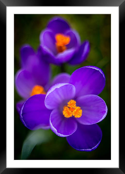 Vibrant Purple Crocus Flowers Framed Mounted Print by Mike Evans