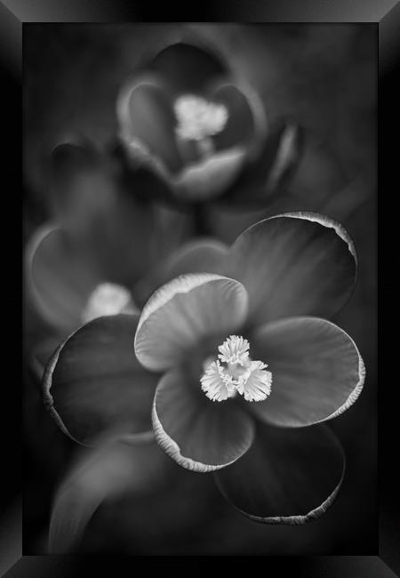 Crocus Flowers in Black and White. Framed Print by Mike Evans