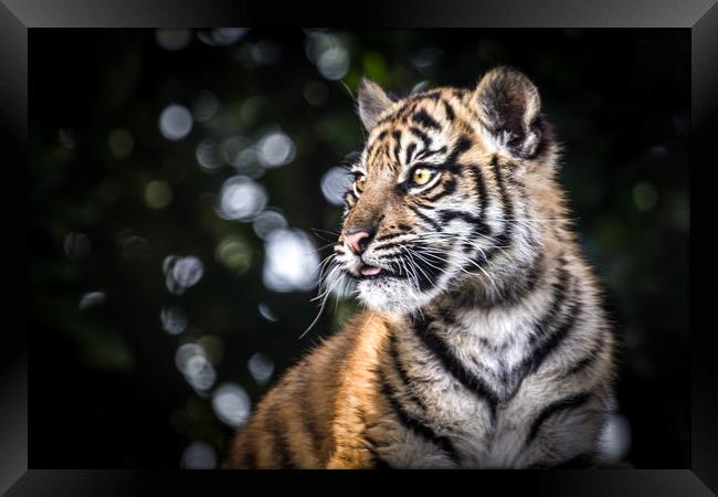 Sumatran Tiger Cub. Framed Print by Mike Evans