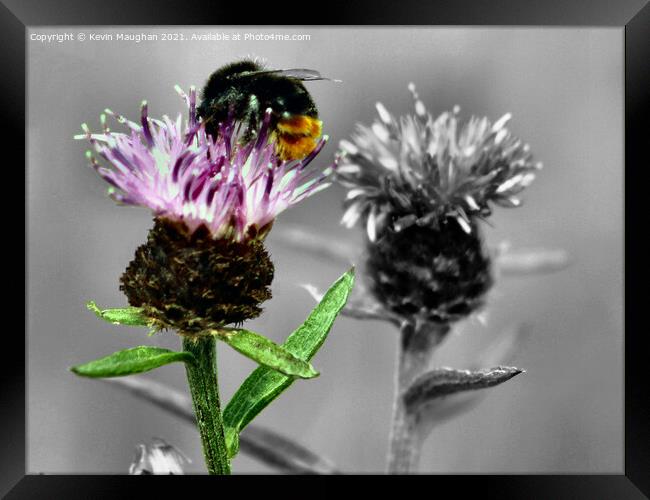 Honey Bee On A Milk Thistle Framed Print by Kevin Maughan