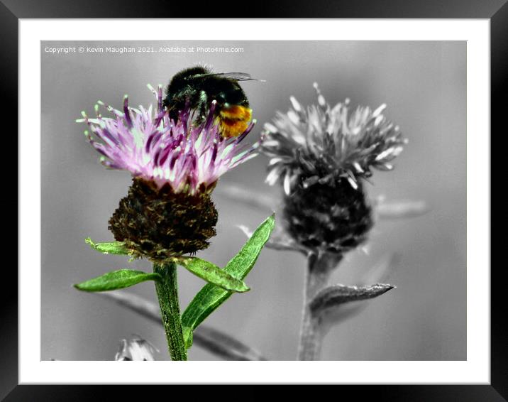 Honey Bee On A Milk Thistle Framed Mounted Print by Kevin Maughan
