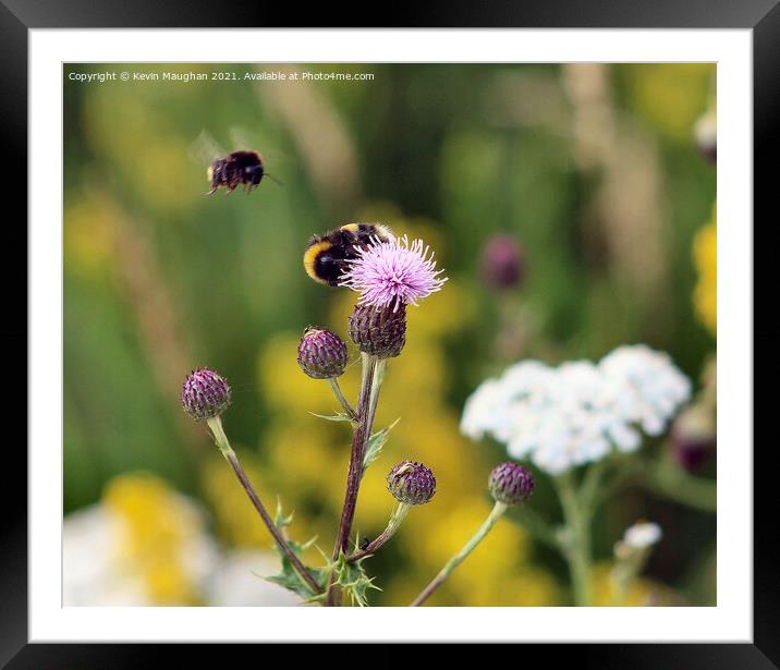 Busy Bees on Milk Thistle Framed Mounted Print by Kevin Maughan