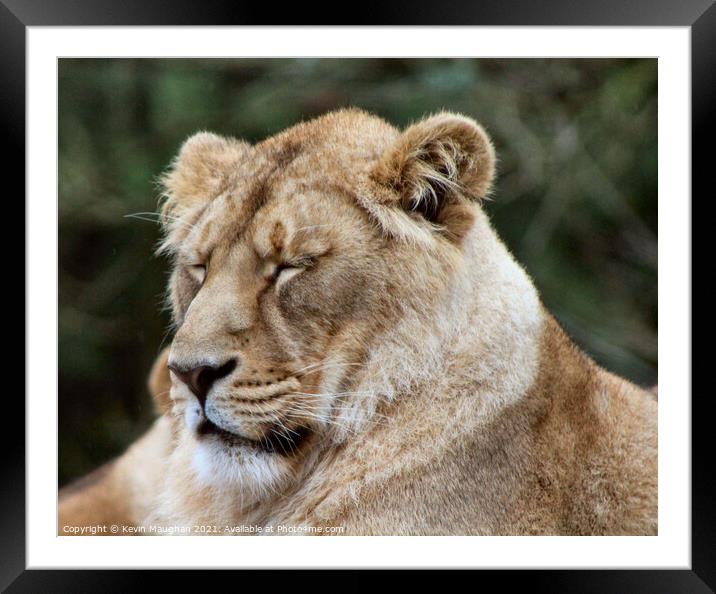 Majestic Asiatic Lion Resting Peacefully Framed Mounted Print by Kevin Maughan