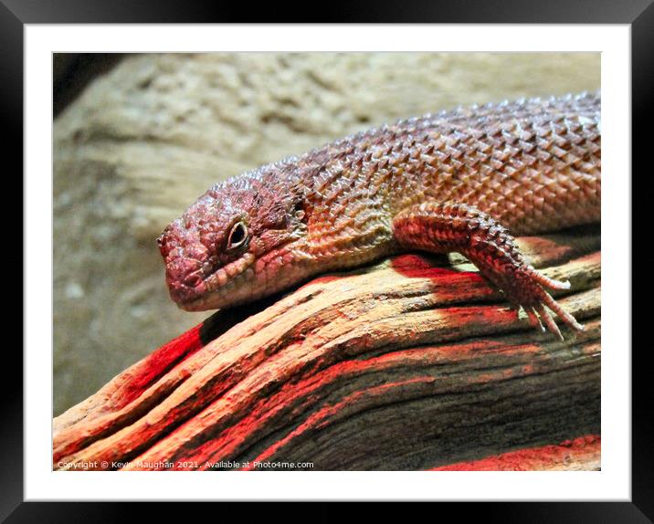 Majestic Skink Lizard: Up Close and Personal Framed Mounted Print by Kevin Maughan
