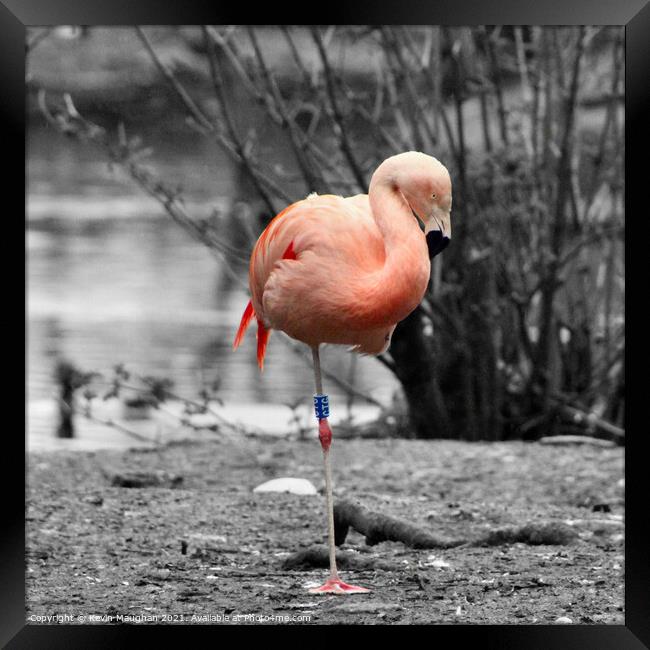Graceful Flamingo Resting by the Water Framed Print by Kevin Maughan