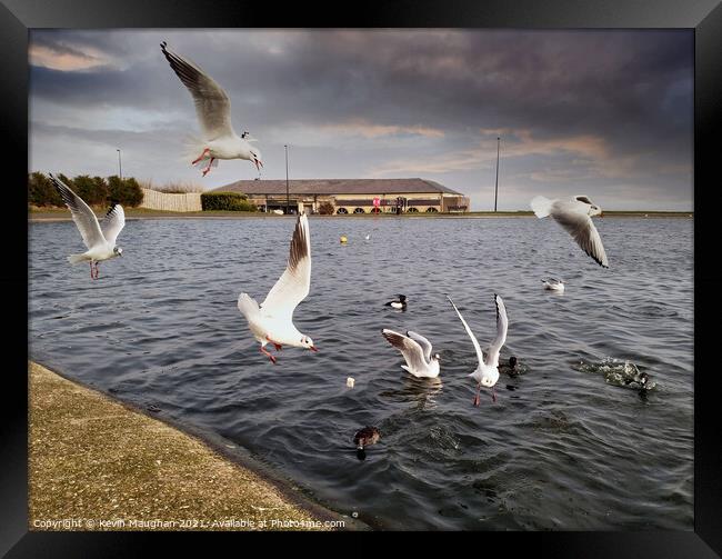 Ducks Feeding Gulls Join In Framed Print by Kevin Maughan
