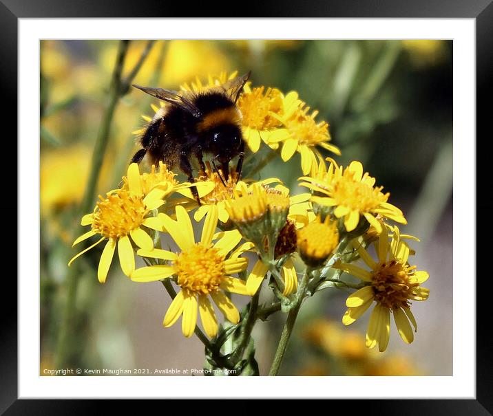 Bee On A Small Sunflower Framed Mounted Print by Kevin Maughan