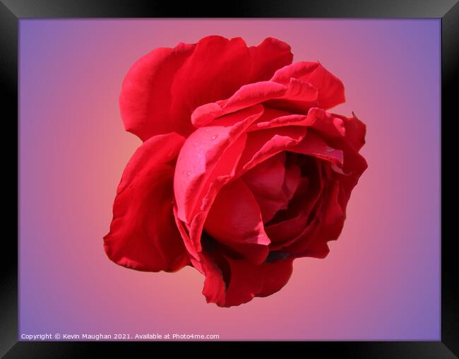 A Romantic Red Rose Framed Print by Kevin Maughan