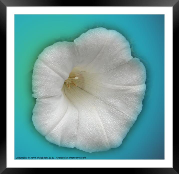Alcea Rosea (Hollyhock) Framed Mounted Print by Kevin Maughan