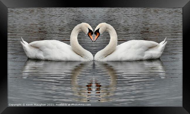 Majestic Swans Swimming in a Heart-Shaped Pond Framed Print by Kevin Maughan