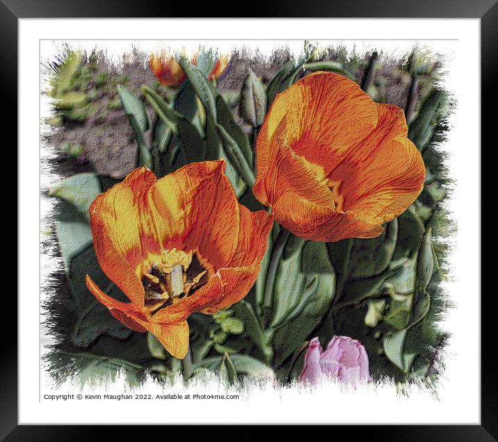 Tulips Fully Opened (Sketch Style Digital Art) Framed Mounted Print by Kevin Maughan