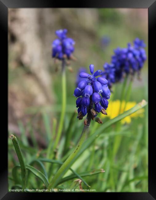 Enchanting Grape Hyacinth Blooms Framed Print by Kevin Maughan