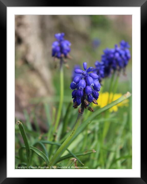 Enchanting Grape Hyacinth Blooms Framed Mounted Print by Kevin Maughan