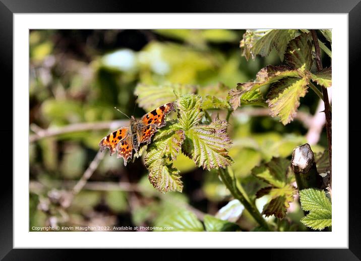 The Comma Butterfly Framed Mounted Print by Kevin Maughan