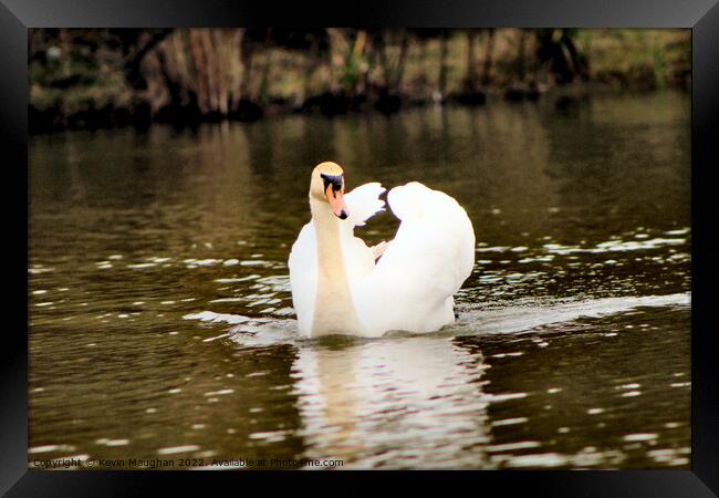 A Single Swan On A Lake Framed Print by Kevin Maughan