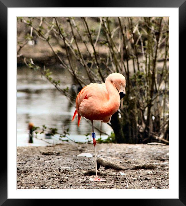 A Flamingo Standing On One Leg  Framed Mounted Print by Kevin Maughan