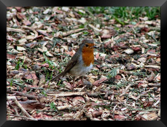 Robin Red Breast Posing For A Photograph Framed Print by Kevin Maughan