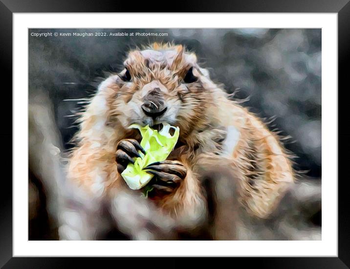 Black Tailed Prairie Dog (Digital Art) Framed Mounted Print by Kevin Maughan