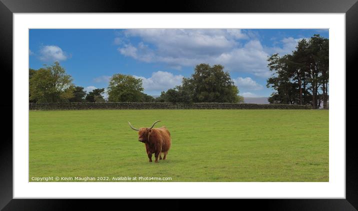 Highland Cow (2) Framed Mounted Print by Kevin Maughan