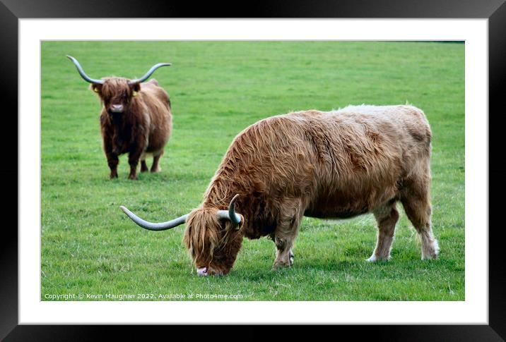 Highland Cow (5) Framed Mounted Print by Kevin Maughan