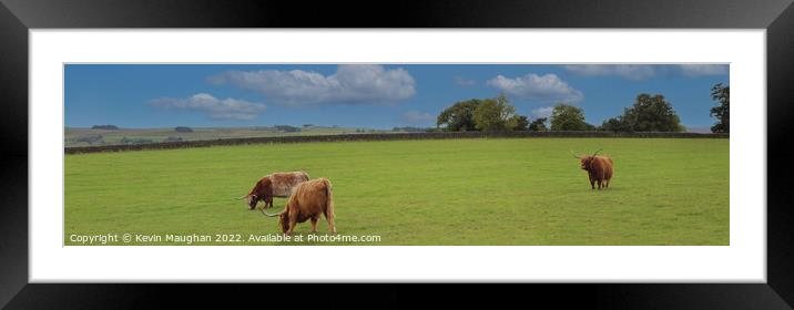 Highland Cows (Panoramic)  Framed Mounted Print by Kevin Maughan