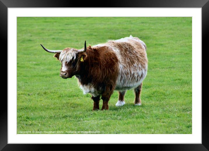 Highland Cow (6) Framed Mounted Print by Kevin Maughan