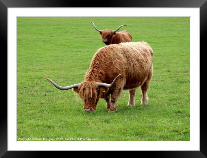 Highland Cow (7) Framed Mounted Print by Kevin Maughan