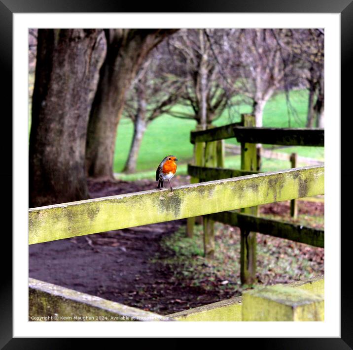 A Lonely Robin Framed Mounted Print by Kevin Maughan