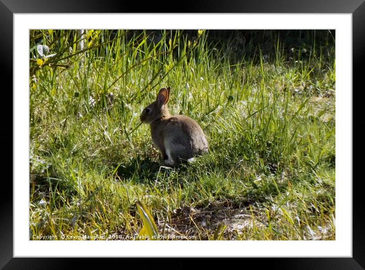 Wild Rabbit Framed Mounted Print by Kevin Maughan