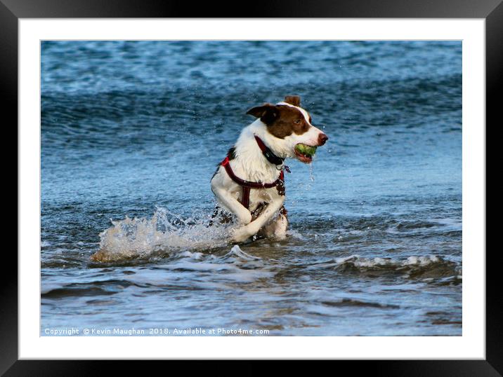 Fetch The Ball Framed Mounted Print by Kevin Maughan