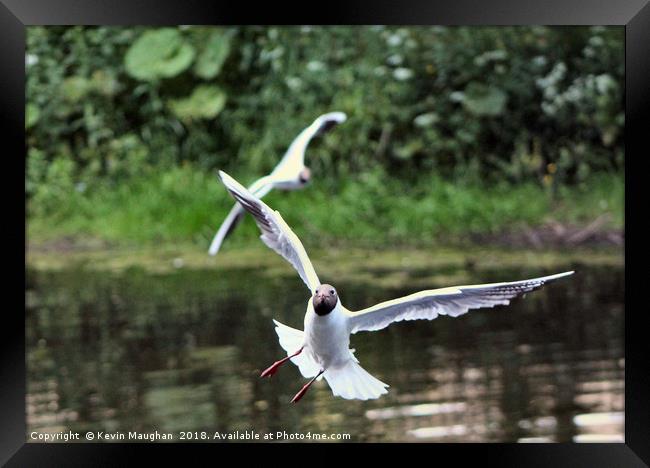 Black Head Gull In Flight At Morpeth Framed Print by Kevin Maughan