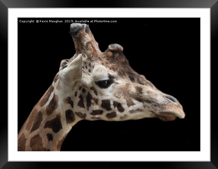 Majestic Giraffe close-up Framed Mounted Print by Kevin Maughan
