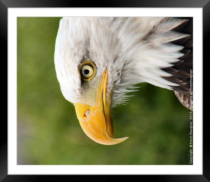 Intense Gaze of the Bald Eagle Framed Mounted Print by Kevin Maughan