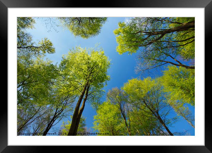 Beech Trees - Fagus sylvatica, Wiltshire, England  Framed Mounted Print by Tony Howell