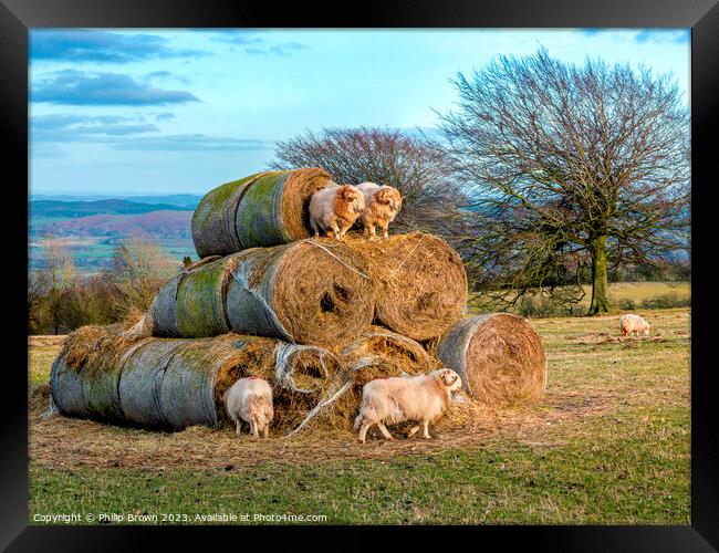 Horned Sheep playing on a stack of bails of Hay Framed Print by Philip Brown