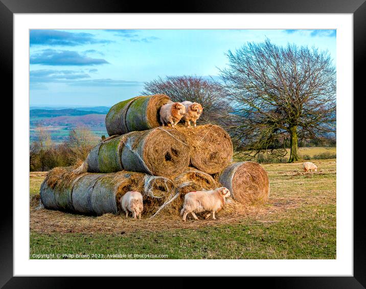 Horned Sheep playing on a stack of bails of Hay Framed Mounted Print by Philip Brown