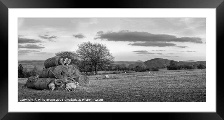 Horned Sheep playing on Stack of Bails of Hay in S Framed Mounted Print by Philip Brown
