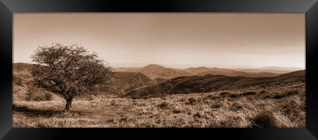 The Lonely Tree - Panorama - Sepia Version Framed Print by Philip Brown
