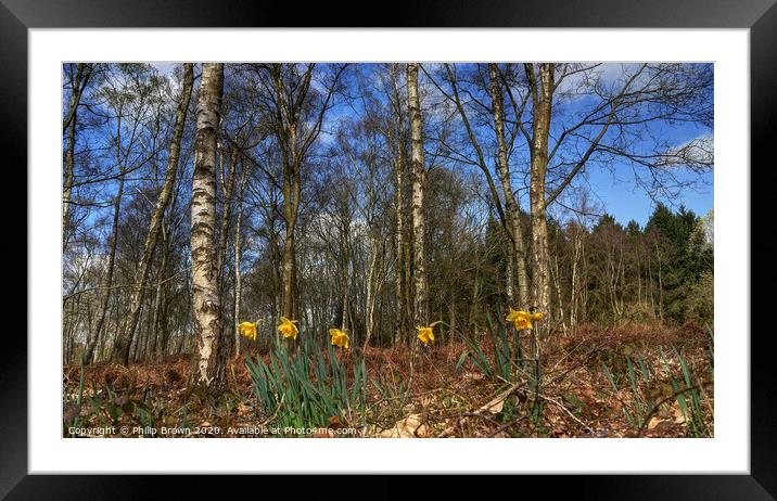 Daffodils in Woods Framed Mounted Print by Philip Brown
