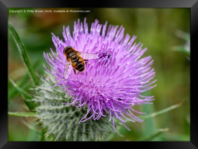 A Hover Fly on the magnificent Spear Thistle 2 Framed Print by Philip Brown