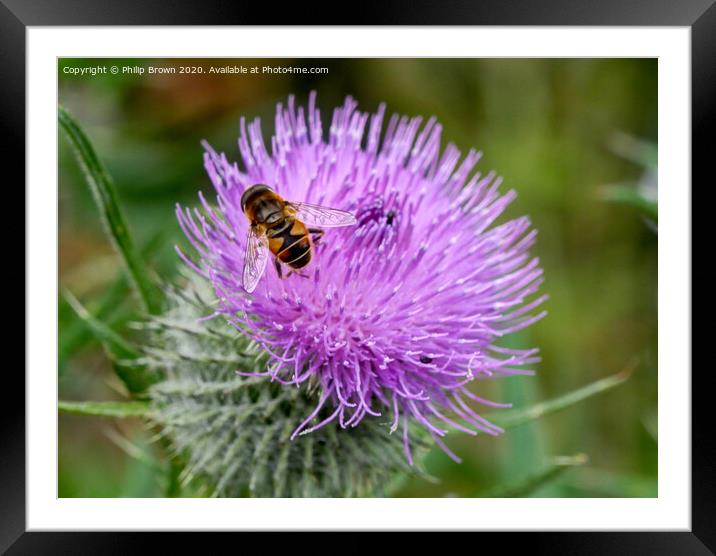 A Hover Fly on the magnificent Spear Thistle 2 Framed Mounted Print by Philip Brown