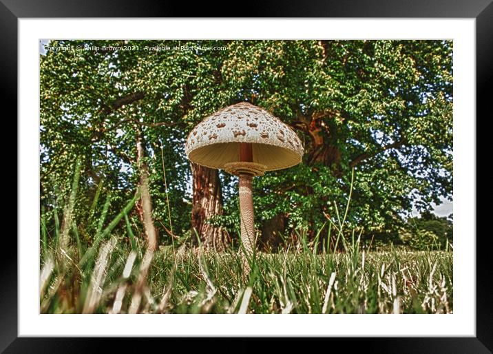 Parasol Fungi, Mushroom Framed Mounted Print by Philip Brown
