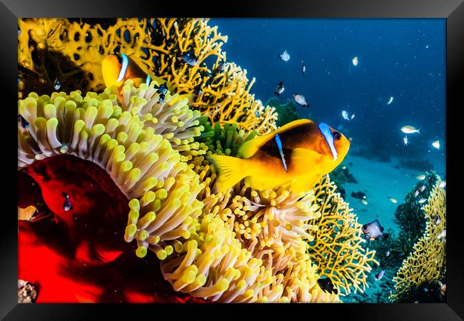  Coral reef in the Red Sea  Framed Print by yeshaya dinerstein