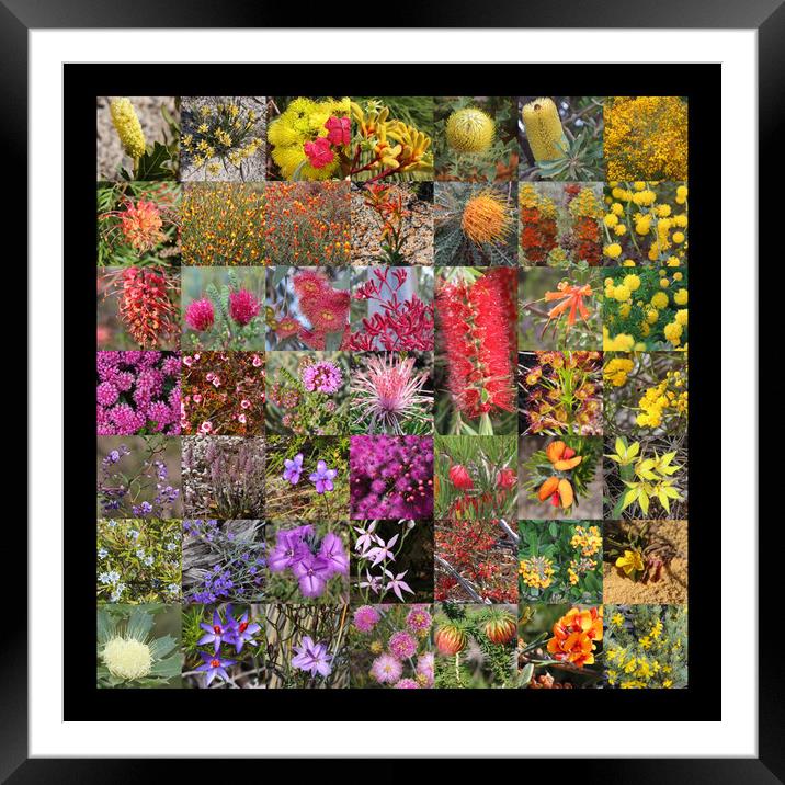 Collection of Western Australian wildflowers Framed Mounted Print by Ines Porada