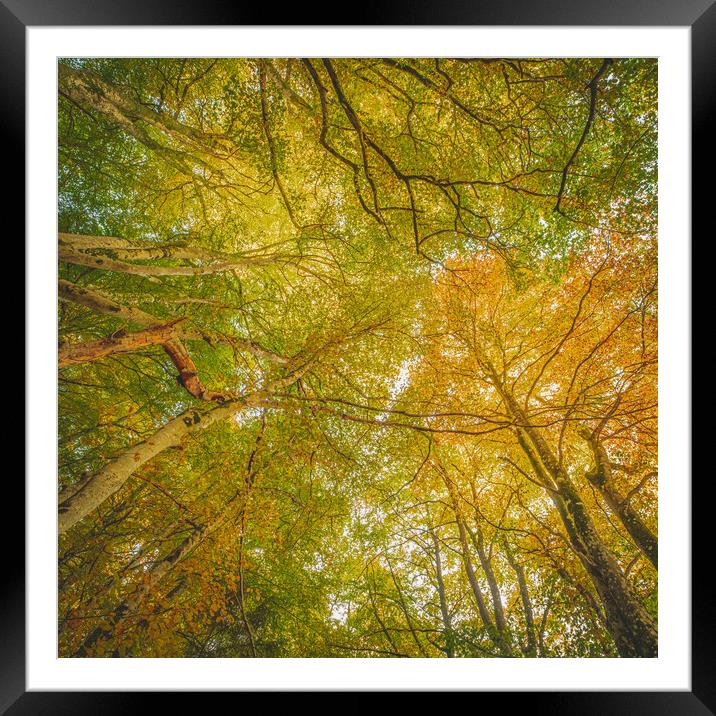 Golden Sunlit Canopy Framed Mounted Print by Duncan Loraine