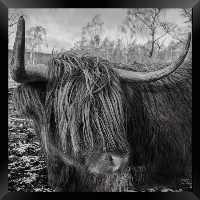 Highland Cow Framed Print by Duncan Loraine