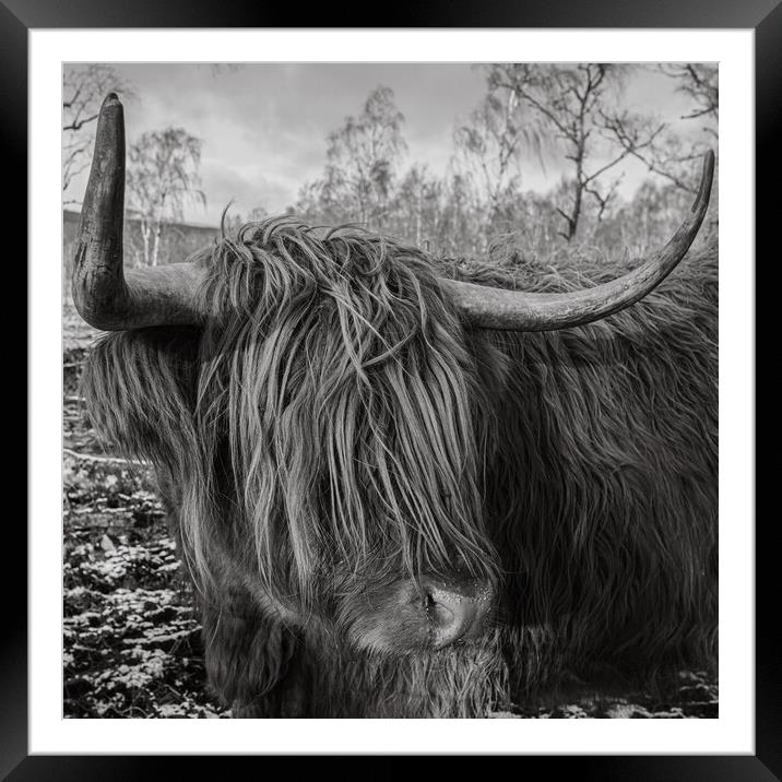 Highland Cow Framed Mounted Print by Duncan Loraine
