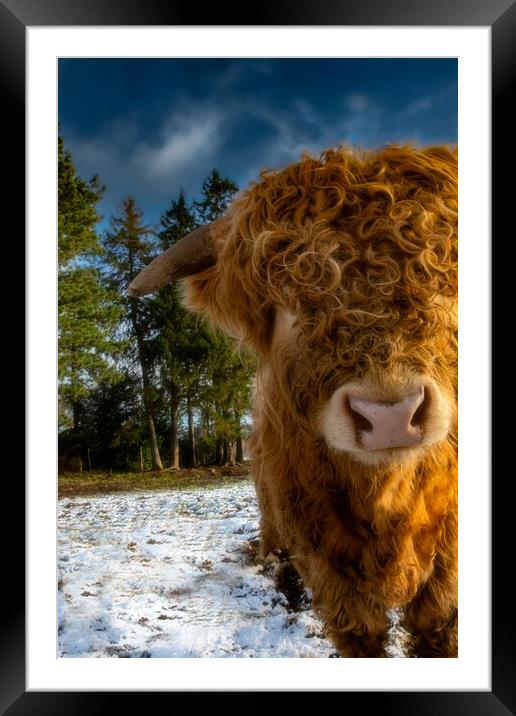 Highland Cow with a Cheeky Look Framed Mounted Print by Duncan Loraine